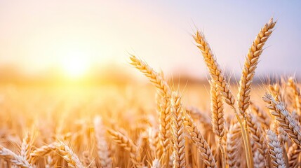Fototapeta premium Golden wheat concept. Golden wheat field glowing in the warm sunlight during a serene summer evening.