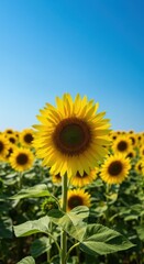 Obraz premium Single Sunflower Blooms in a Vibrant Field of Yellow