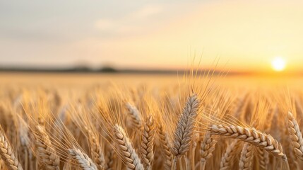 Naklejka premium Golden wheat concept. Golden wheat field at sunset, showcasing nature's beauty and agricultural abundance.