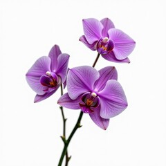 Vivid Purple Flowers - Elegant Floral Decoration Product Shoot on White Background