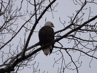 American Bald Eagles During Winter Migration in MO