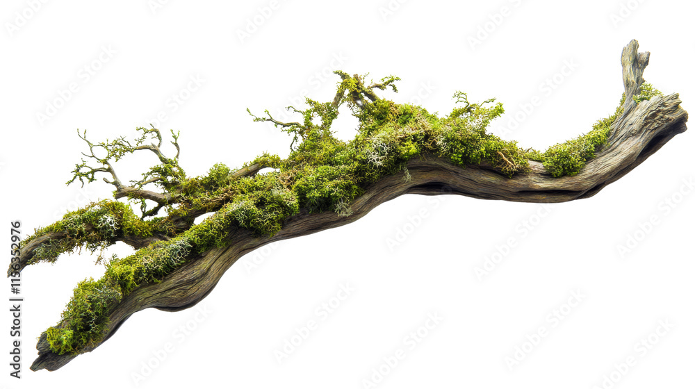 Poster moss-covered branch isolated transparent background