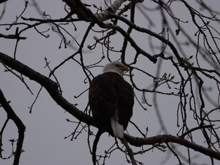 American Bald Eagles During Winter Migration in MO