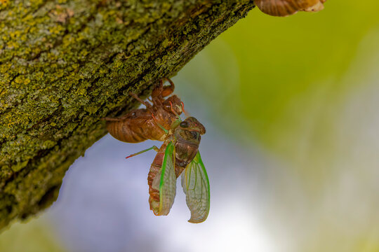 The dog-day cicada (Neotibicen canicularis). The final stage of the larval to adult insect transformation