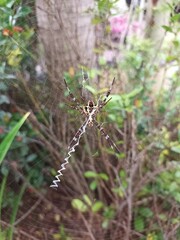 spiders in their nests. spiders stay in the nest preparing to catch prey