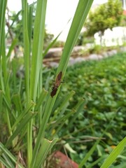 The beetles lay their eggs on the surface of the leaves. Unknown insect on the leaf