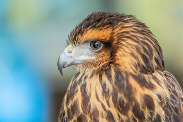 Close-up of the head of a Harris eagle
