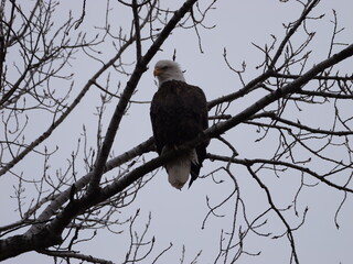 American Bald Eagles During Winter Migration in MO