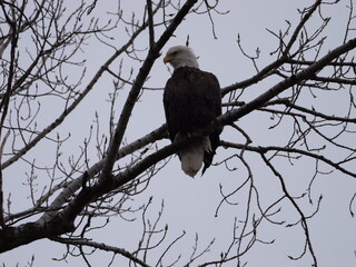 American Bald Eagles During Winter Migration in MO