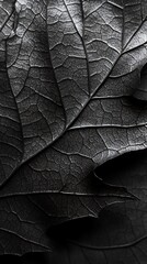 close up of a autumn leaf