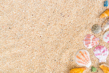 seashells border on the sand