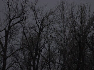 American Bald Eagles During Winter Migration in MO