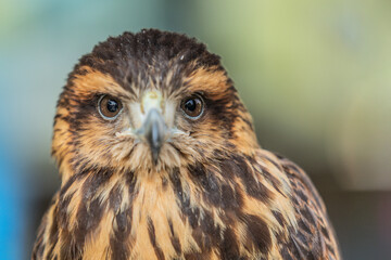 Close-up of the head of a Harris eagle
