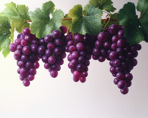 Fototapeta premium Fresh bunches of ripe purple grapes hanging on green vines.