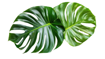 Large tropical leaf, transparent background