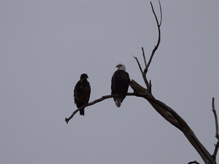 American Bald Eagles During Winter Migration in MO