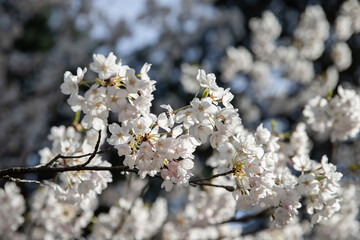 Cherry blossoms in full bloom in the city park in spring. High Park, Toronto.	