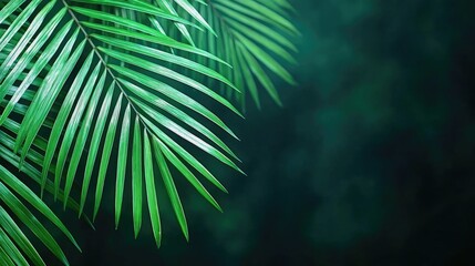Greenery palms idea. Vibrant green palm leaves gently swaying in a serene tropical background.