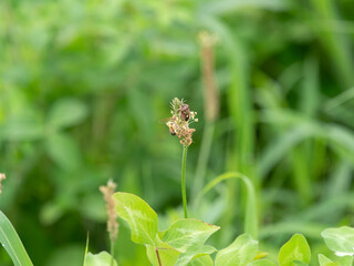 Obraz premium 河川敷の花に止まるブチヒゲカメムシ
