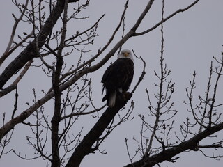 American Bald Eagles During Winter Migration in MO