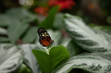 Butterfly on a green leaf in a botanical garden. Ontario, Canada.