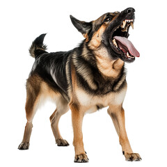 an aggresive dog, side view, white background
