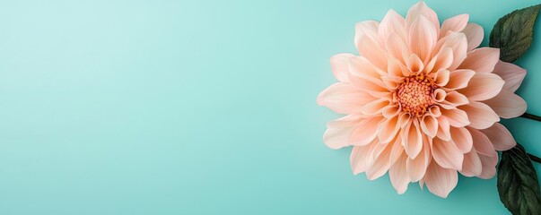Pastel floral idea. A beautiful pink dahlia flower on a turquoise background, symbolizing elegance and nature.