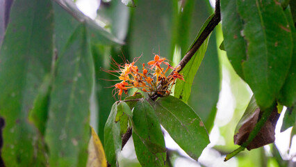 Saraca asoca (ashoka tree, Pohon asoka) tree. In traditional Buddhist ceremonies, the Ashoka flower is always present to provide beauty and is a symbol of hope.