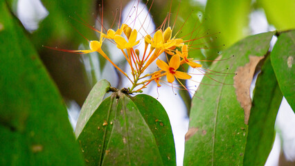 Saraca asoca (ashoka tree, Pohon asoka) tree. In traditional Buddhist ceremonies, the Ashoka flower is always present to provide beauty and is a symbol of hope.