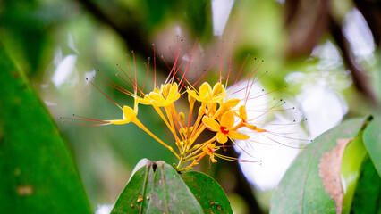 Saraca asoca (ashoka tree, Pohon asoka) tree. In traditional Buddhist ceremonies, the Ashoka flower is always present to provide beauty and is a symbol of hope.