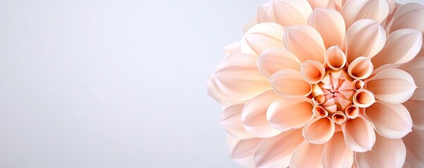 Pastel floral concept. Close-up of a delicate pink dahlia flower showcasing intricate petal designs.