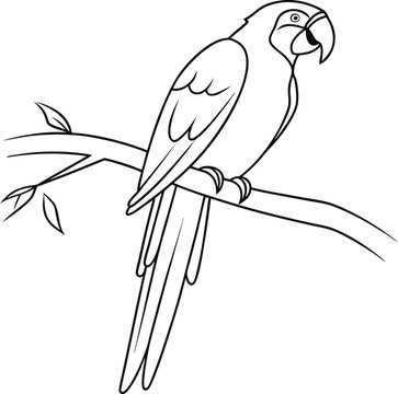 Macaw outline vector and straightforward illustration line art design on a white background.