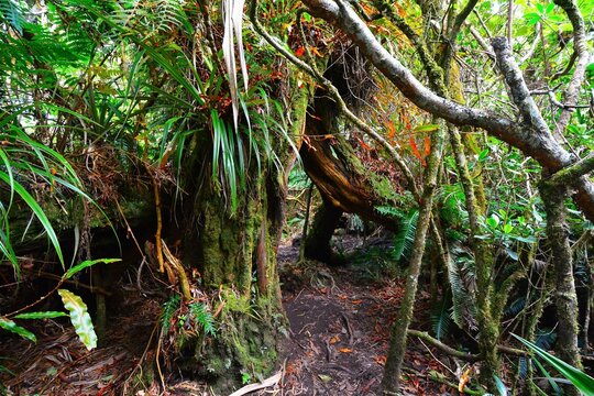 Magical place hidden in the B&eacute;bour primary forest as seen while hiking to La Plaine-des-Palmistes (Reunion Island, Indian Ocean)