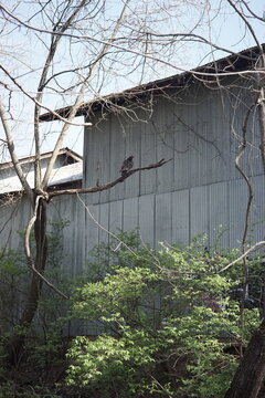FAYETTEVILLE, ARKANSAS USA - MARCH 19TH, 2024: WILD BIRDS HUNTING IN TREE.