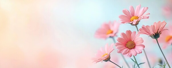 Fototapeta premium Pastel floral idea. A beautiful arrangement of delicate pink flowers against a soft pastel background.