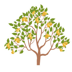 vector drawing pear tree with fruits and green leaves isolated at white background, hand drawn illustration