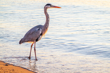A heron hunting in the sea. Grey heron on the hunt