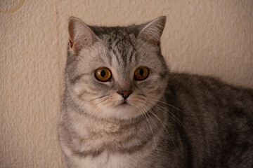 Beautiful gray British cat with amber eyes on a background of light wallpaper