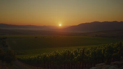Obraz premium Serene Sunset Over Lush Vineyard Landscape with Rolling Hills