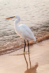 Great egret (Ardea alba), a medium-sized white heron fishing on the sea beach