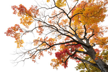 A close-up of a tree’s crown with fiery red and orange leaves, capturing the vibrancy of autumn against the starkness of its branches, isolated on a transparent background