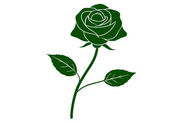 Fototapeta premium rose isolated on white background