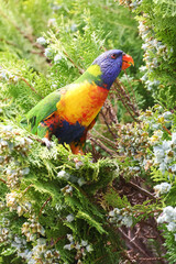 Rainbow Lorikeet Feeding in the Garden