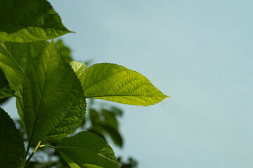 Morus rubra, or Red Mulberry leaf, is a deciduous tree
