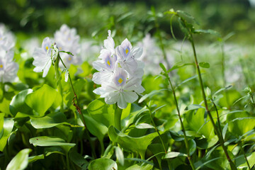 Water hyacinth is a large aquatic plant that floats