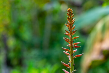 The alovera flower is red pink color. Aloevera is a herb