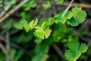 Small water-clover the long-stalked leaves have four clover-like lobes