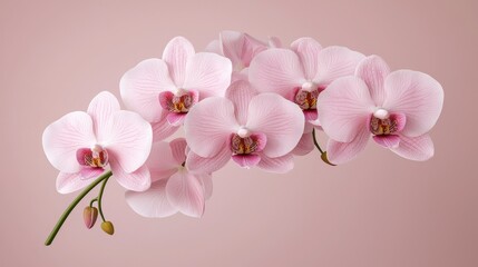 Stunning Pink Orchid Bloom Close Up  Many Flowers  High Detail