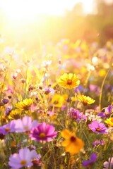 Fototapeta premium Soft-focus meadow with blooming wildflowers in yellow, purple, and pink
