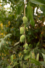 Mangoes Tree